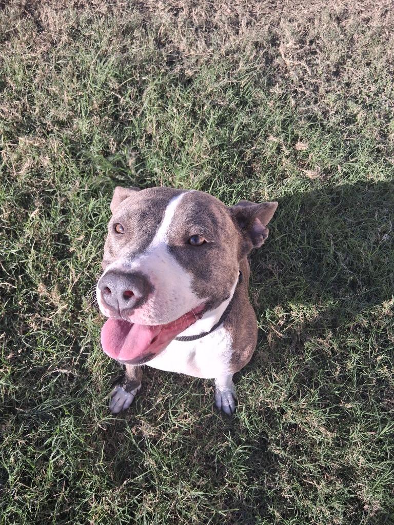 Roxie (Princess Fiona), Adoptable, Young Female Staffordshire Bull Terrier.