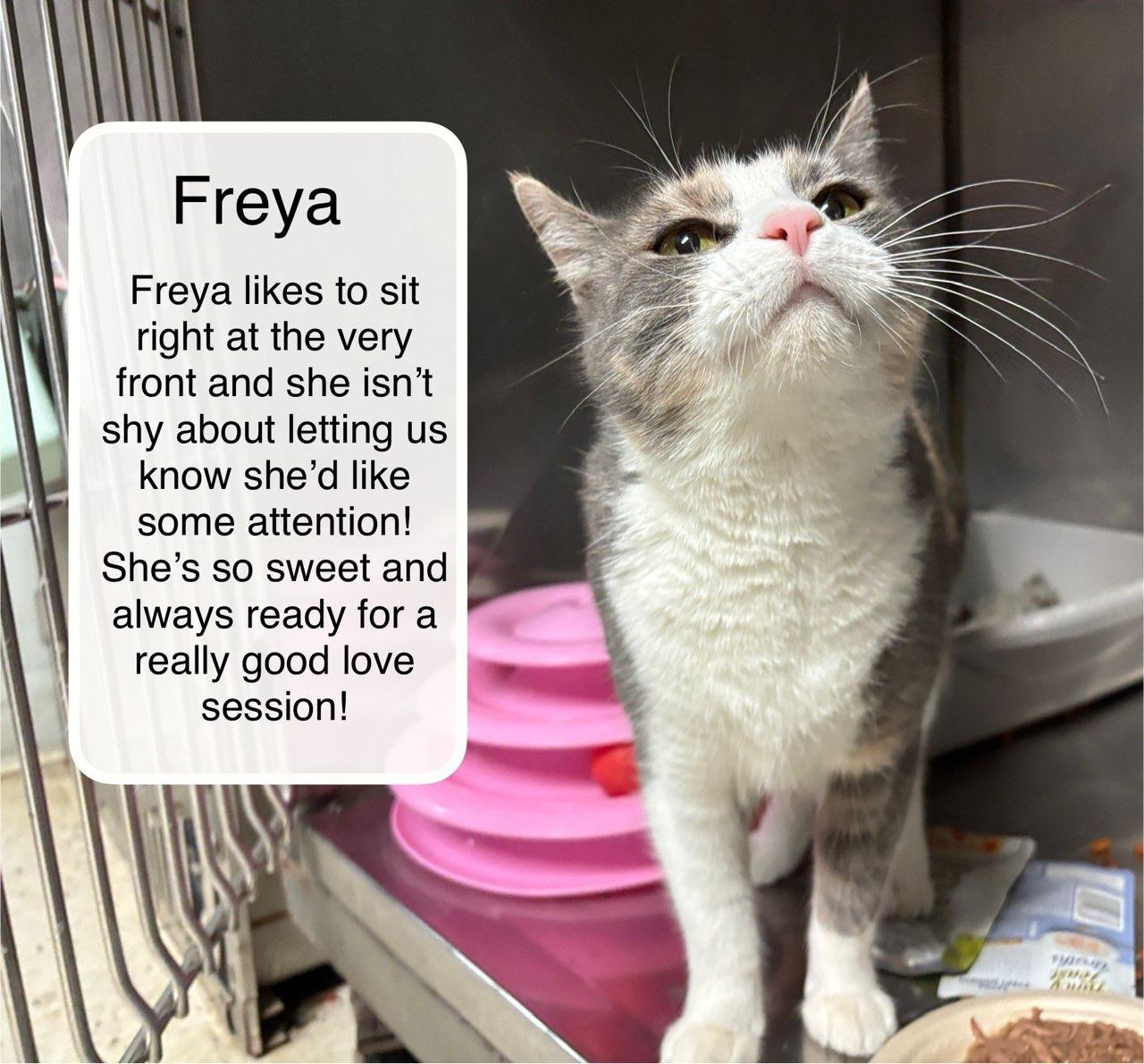 Enlarge Freya  at Luna Cat Cafe, a Adoptable Domestic Short Hair in Ellicott City, MD image 2/5