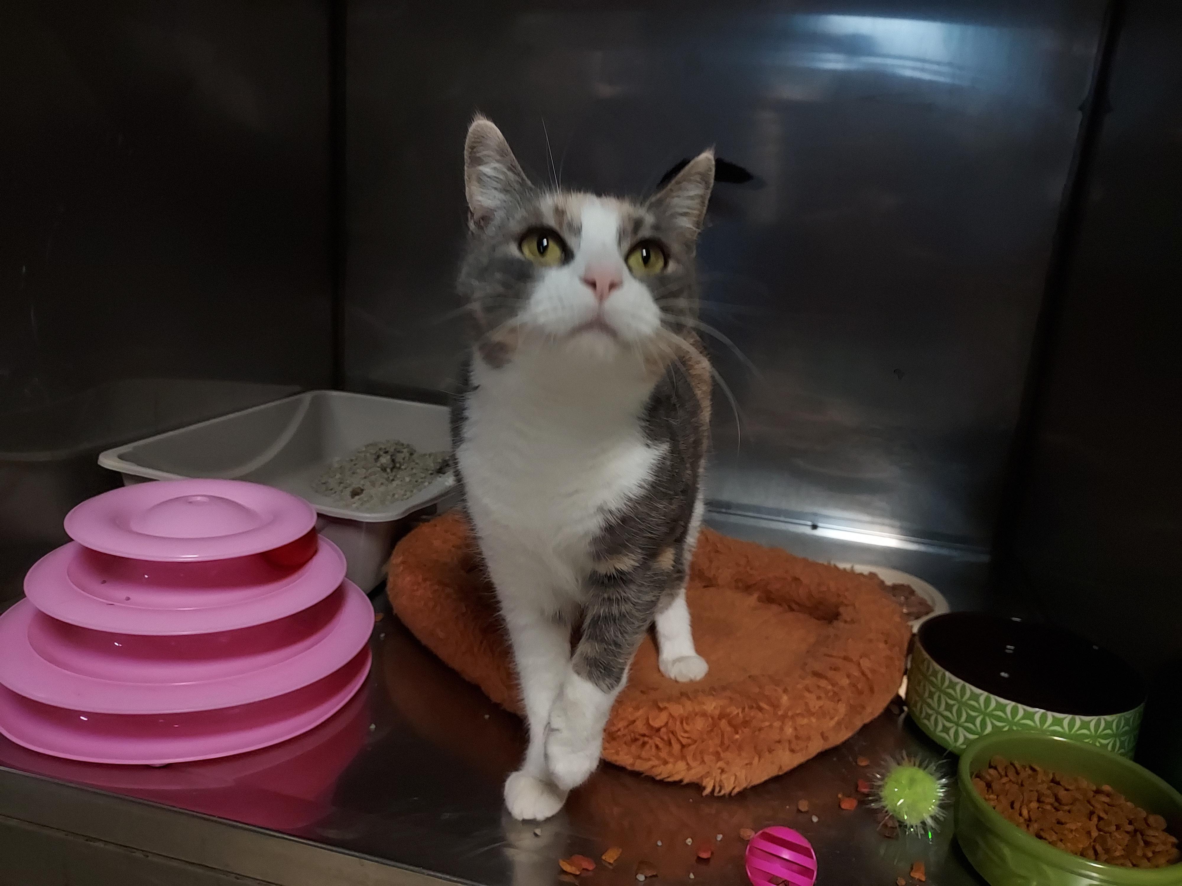 Enlarge Freya  at Luna Cat Cafe, a Adoptable Domestic Short Hair in Ellicott City, MD image 1/1