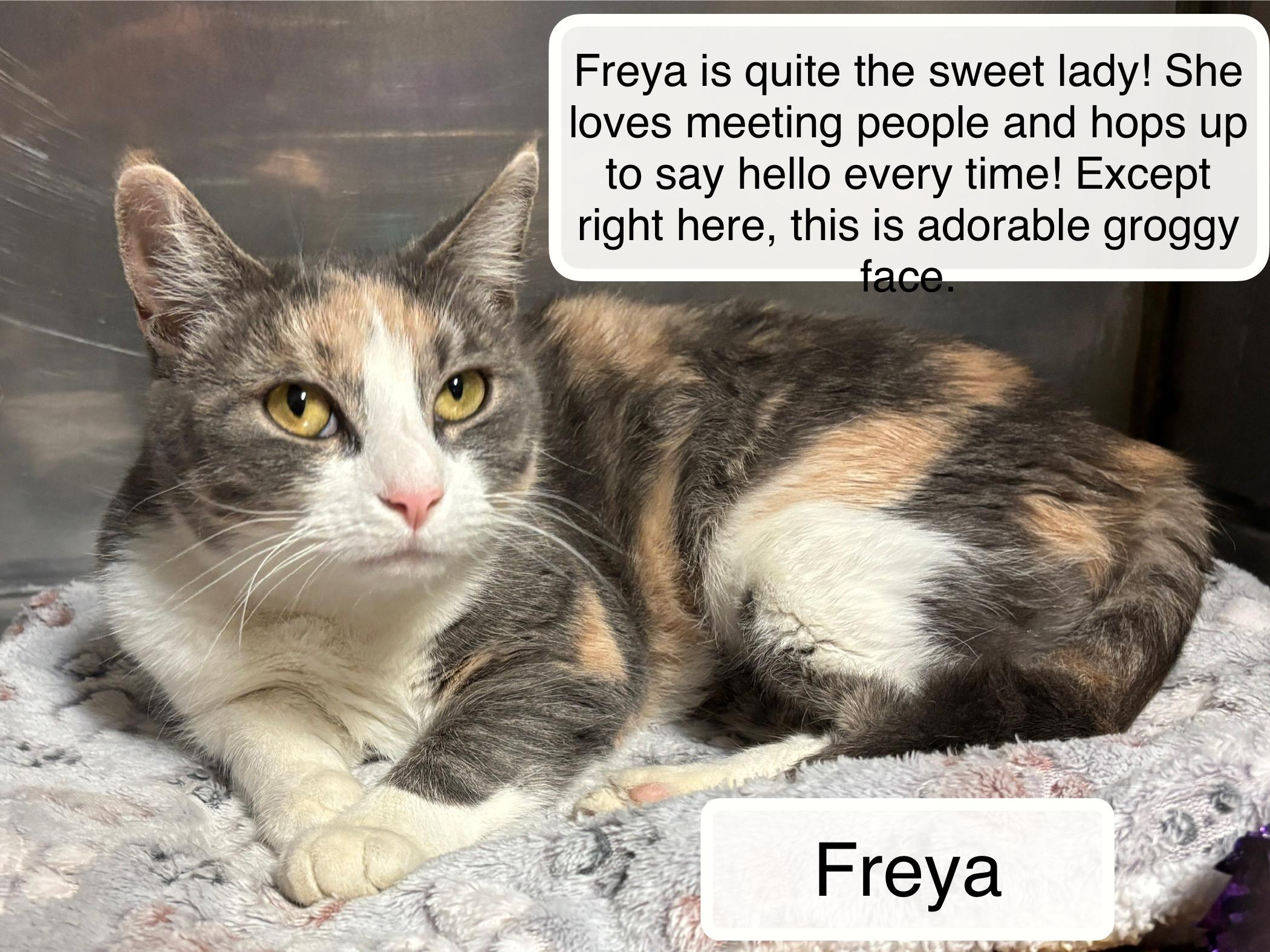 Freya  at Luna Cat Cafe, Adoptable, Adult Female Domestic Short Hair.