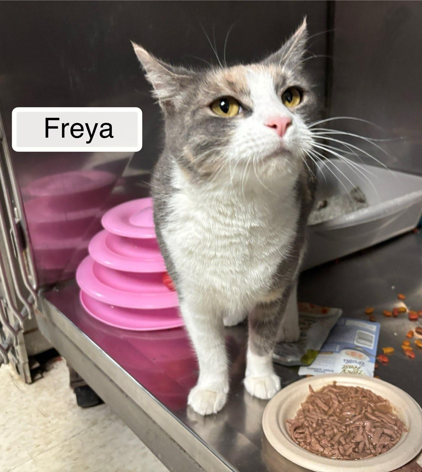 Enlarge Freya  at Luna Cat Cafe, a Adoptable Domestic Short Hair in Ellicott City, MD image 4/5