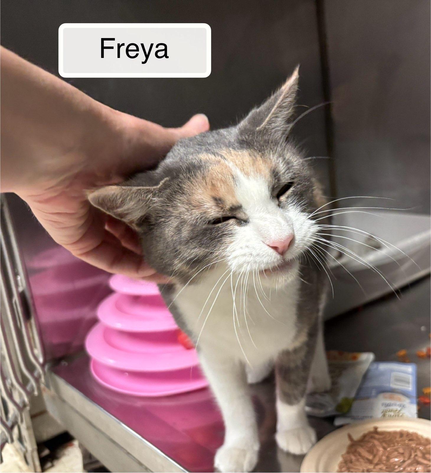 Enlarge Freya  at Luna Cat Cafe, a Adoptable Domestic Short Hair in Ellicott City, MD image 3/5