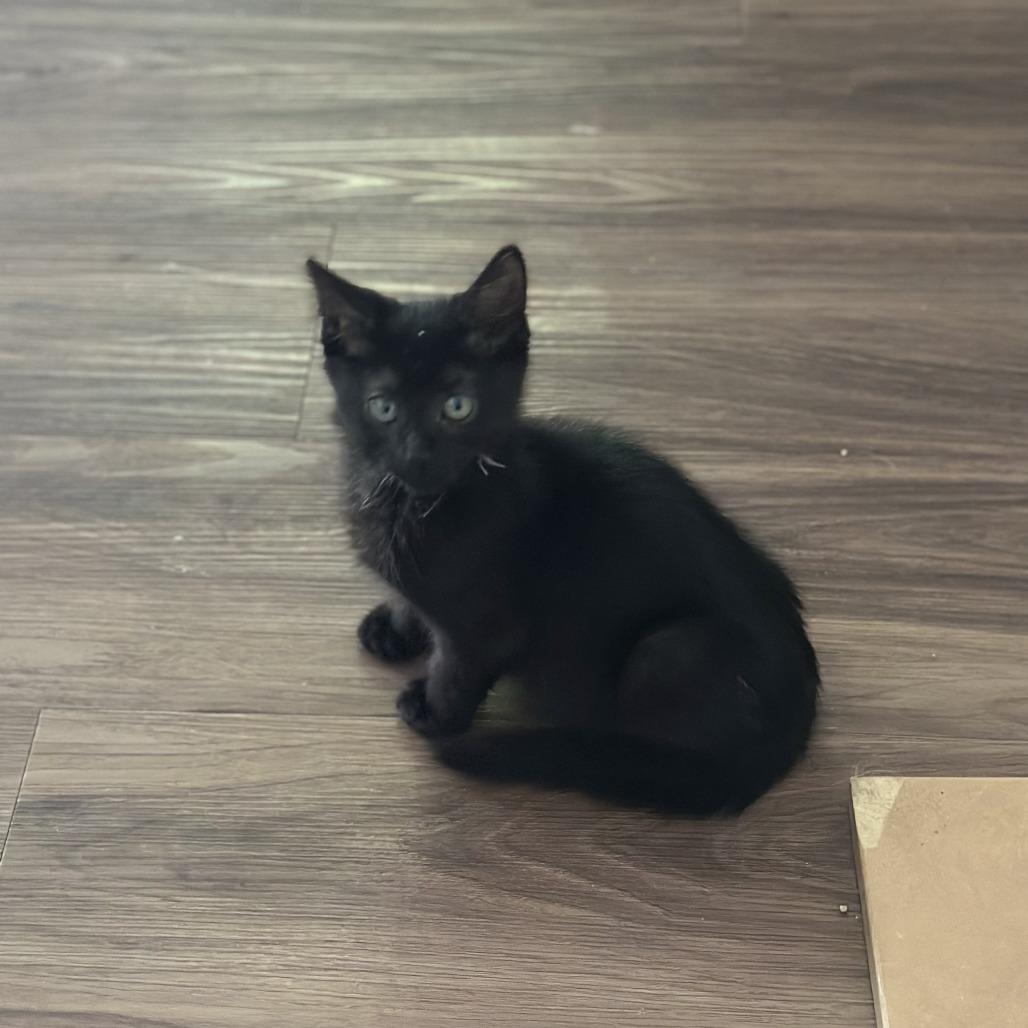 Enlarge Raven, a Adoptable Domestic Short Hair in Santa Rosa, CA image 1/6