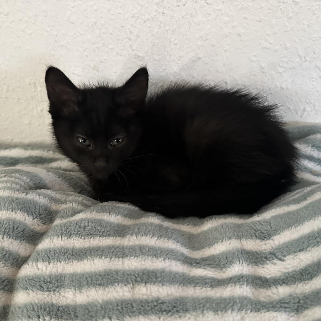 Enlarge Raven, a Adoptable Domestic Short Hair in Santa Rosa, CA image 2/6