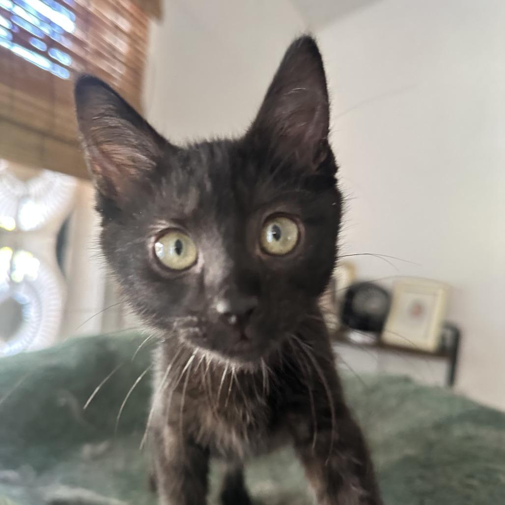 Enlarge Raven, a Adoptable Domestic Short Hair in Santa Rosa, CA image 3/6
