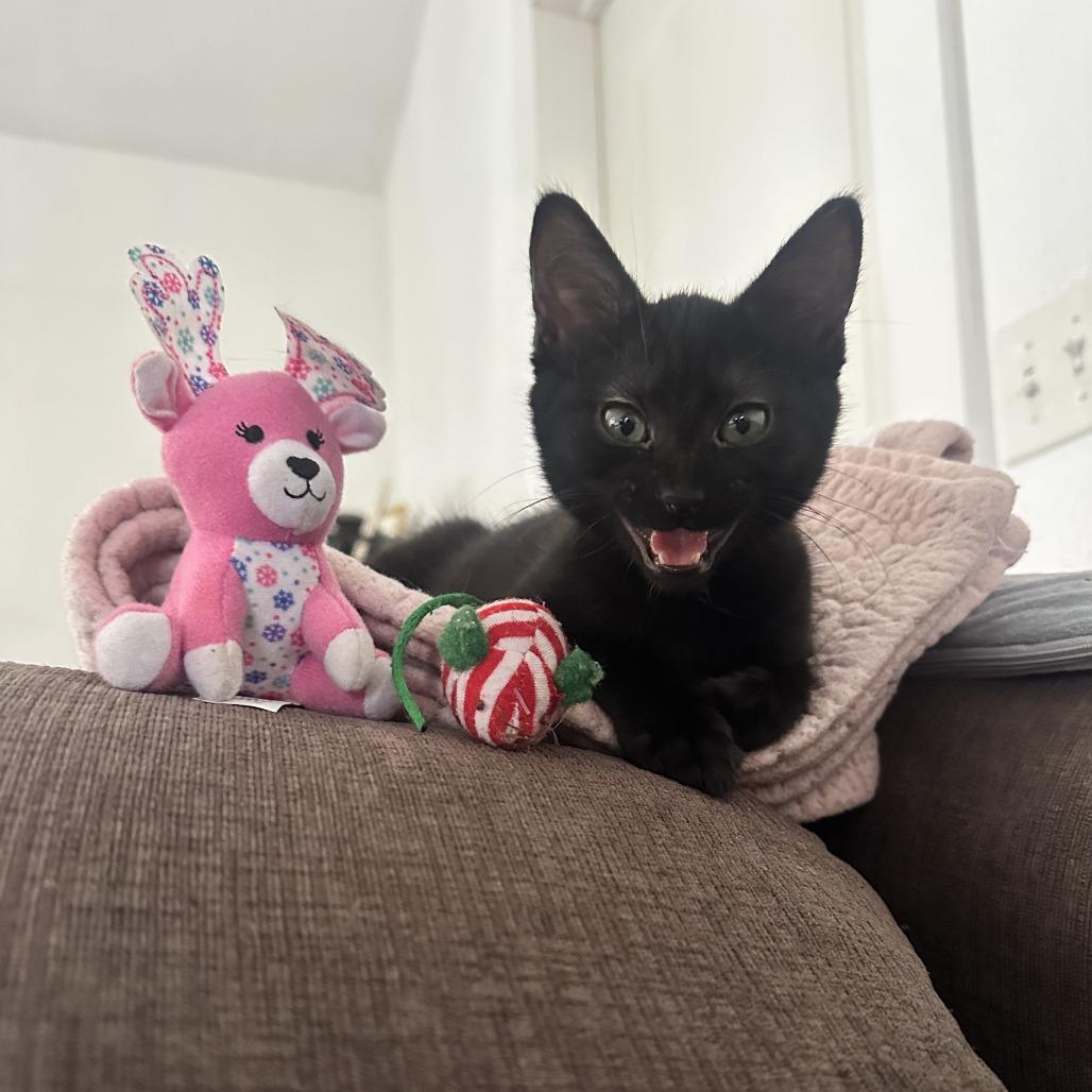 Enlarge Raven, a Adoptable Domestic Short Hair in Santa Rosa, CA image 4/6