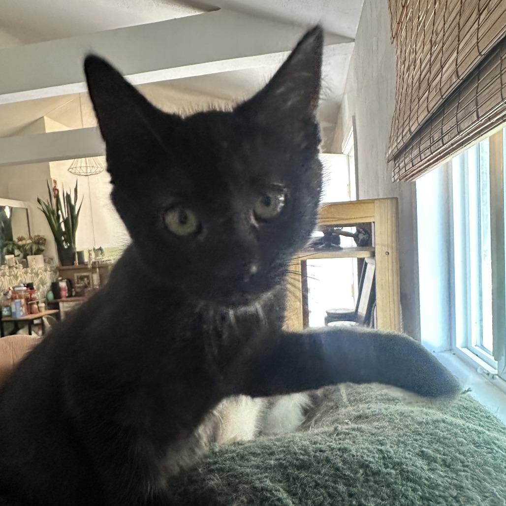 Enlarge Raven, a Adoptable Domestic Short Hair in Santa Rosa, CA image 5/6