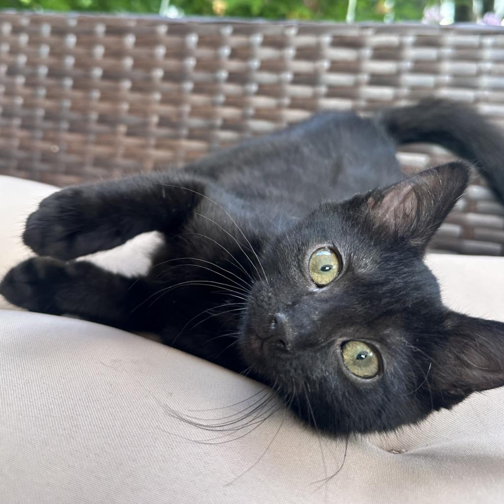 Enlarge Raven, a Adoptable Domestic Short Hair in Santa Rosa, CA image 6/6
