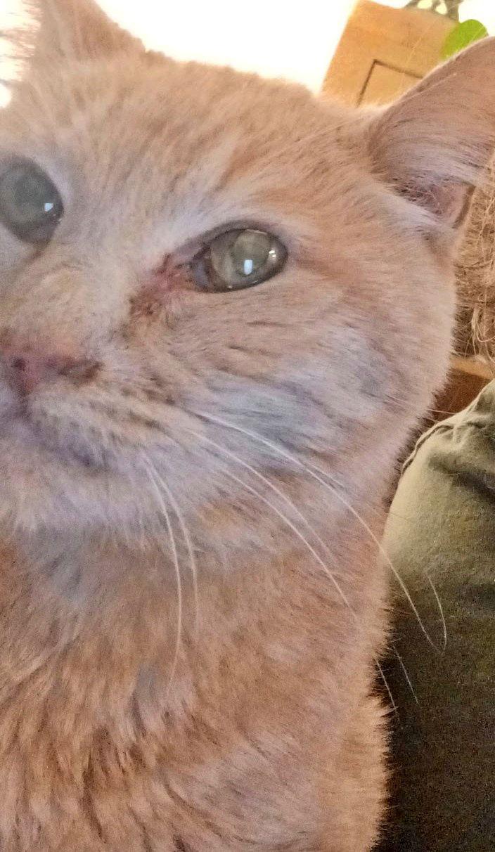 CINNAMON #1759N - Offered by Owner - FIV+ Sweet Sr, Adoptable, Senior Male Tabby & Domestic Short Hair.