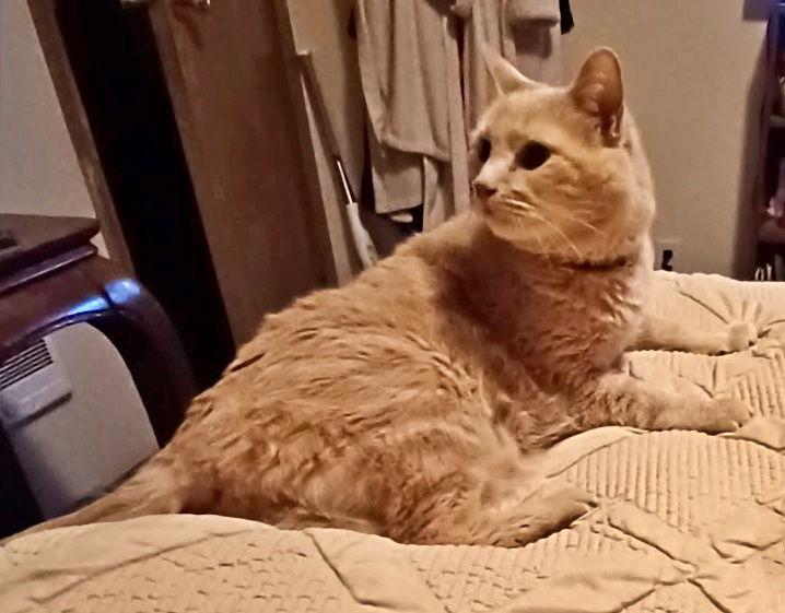 CINNAMON #1759N - Offered by Owner - FIV+ Sweet Sr, a Adoptable mixed breed in Hillsboro, OR image 2/3