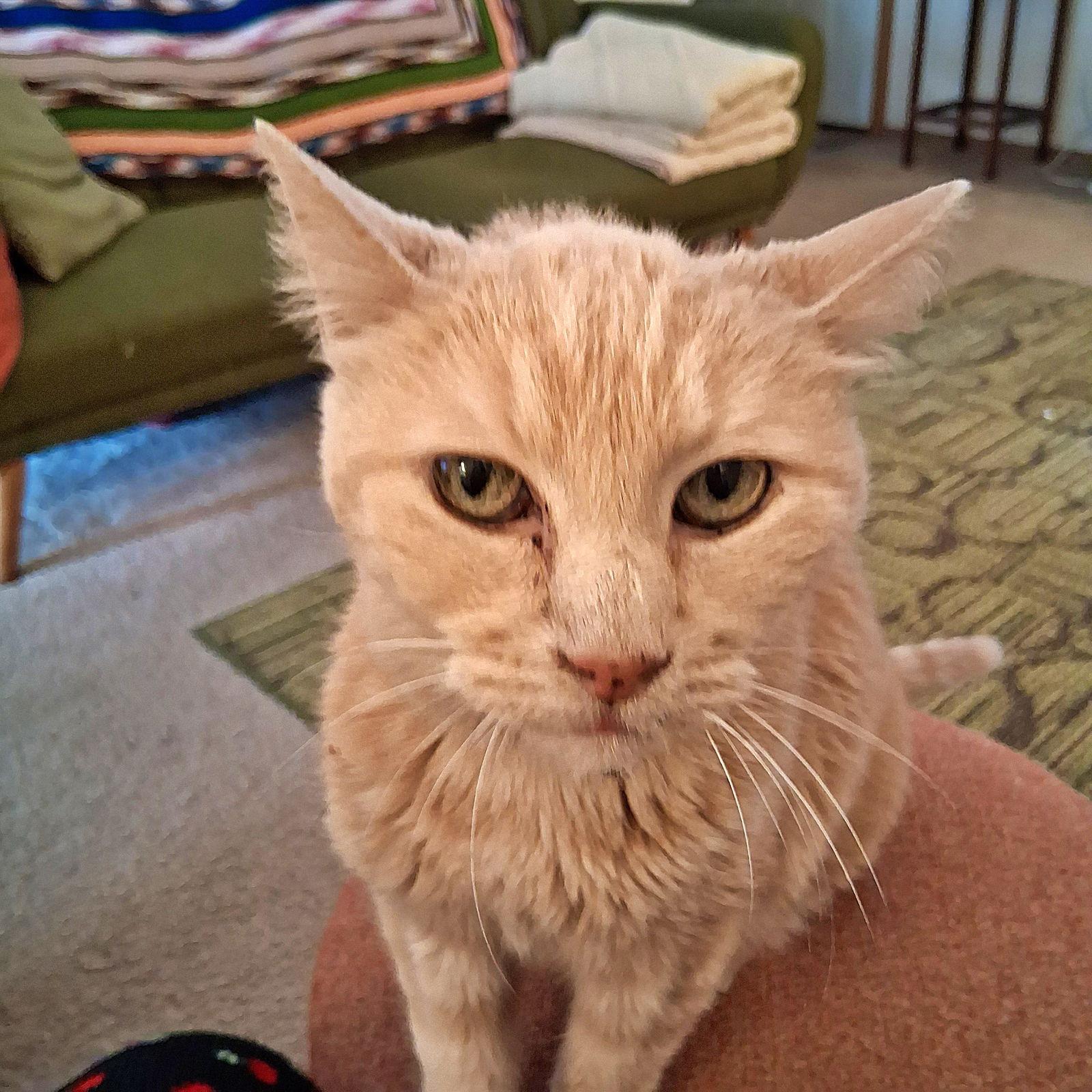 CINNAMON #1759N - Offered by Owner - FIV+ Sweet Sr, a Adoptable mixed breed in Hillsboro, OR image 3/3