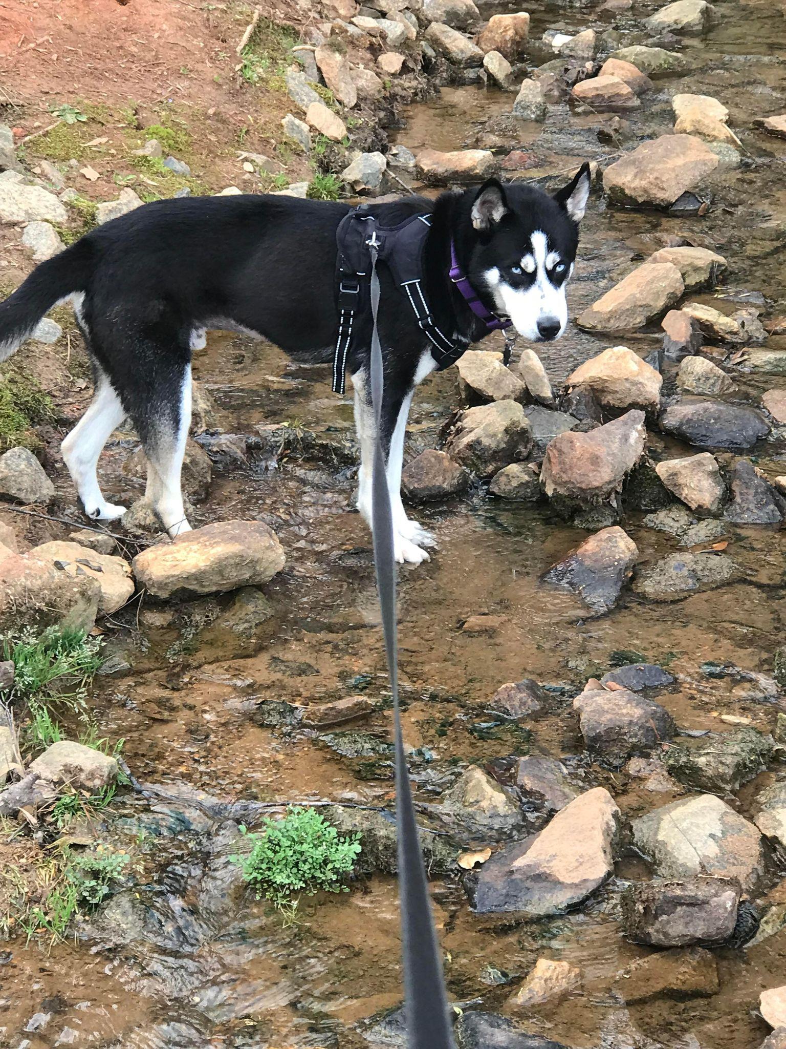 Enlarge Koda, a Adoptable Siberian Husky in Mount Laurel, NJ image 1/3