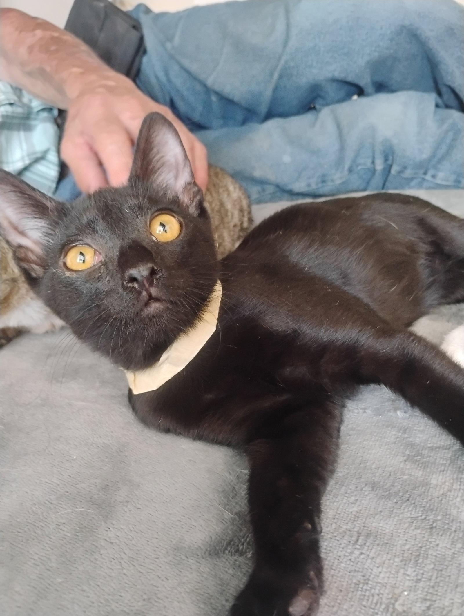 Boo, a Adoptable American Shorthair in Glendale, AZ image 1/3