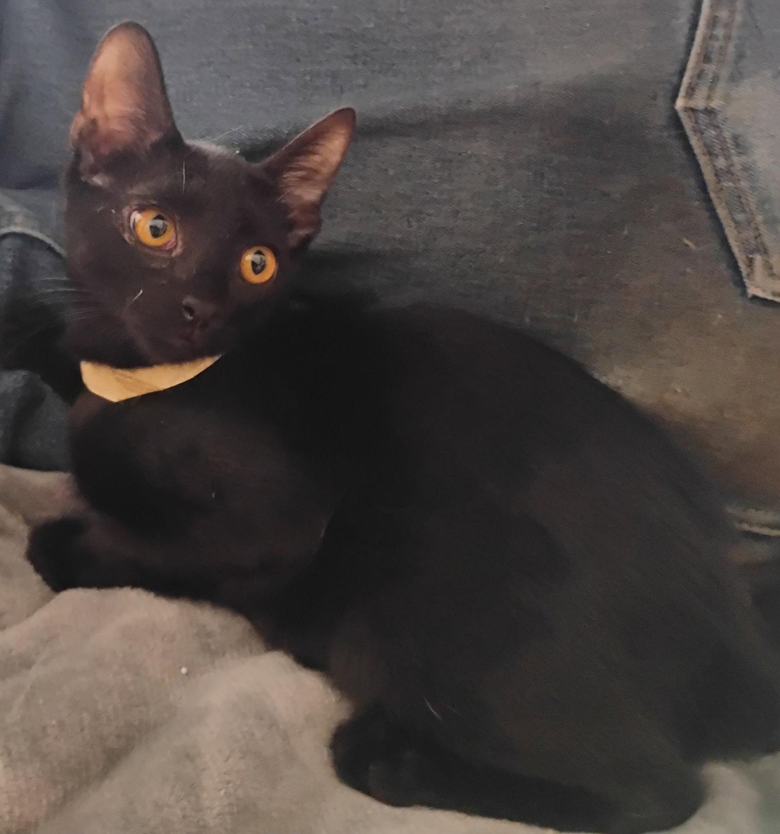 Boo, a Adoptable American Shorthair in Glendale, AZ image 2/3