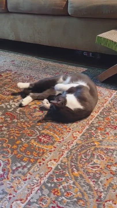 Enlarge Stormy, a Adopted Domestic Short Hair in Bellevue, WA video 1/4