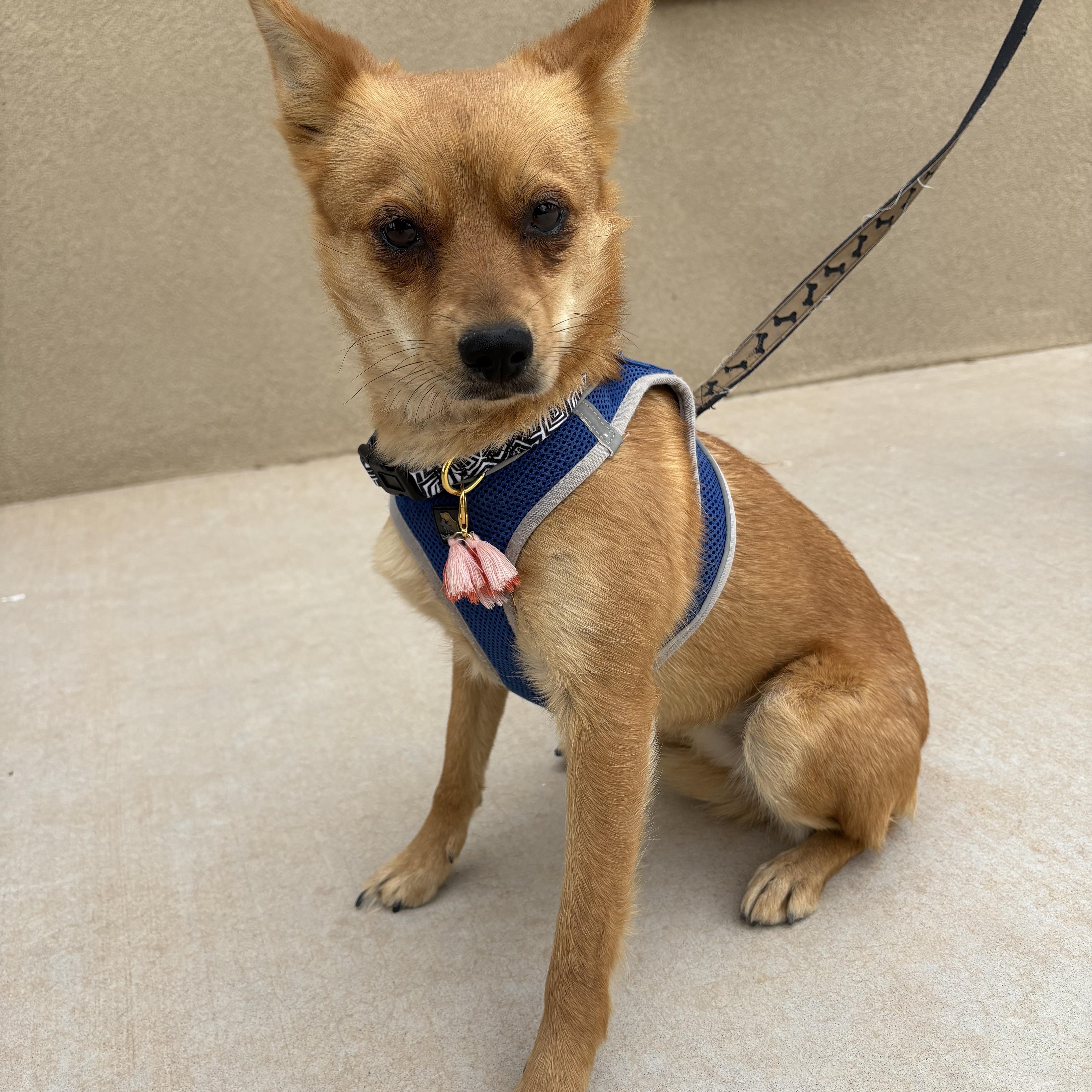 Enlarge Foxie, a Adoptable mixed breed in Corrales, NM image 2/4