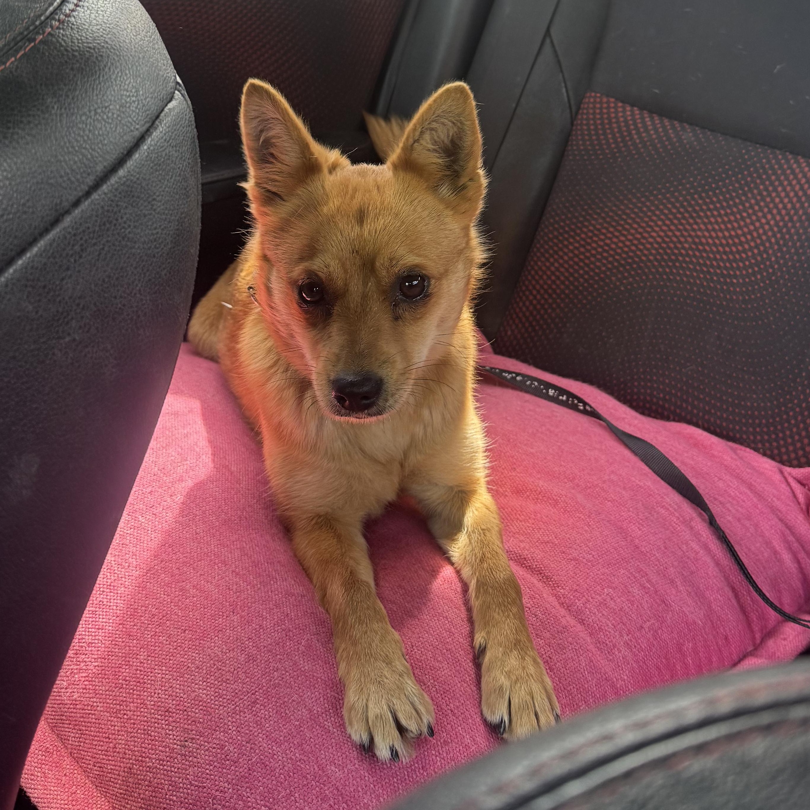 Foxie, Adoptable, Young Female Shiba Inu & Chihuahua.