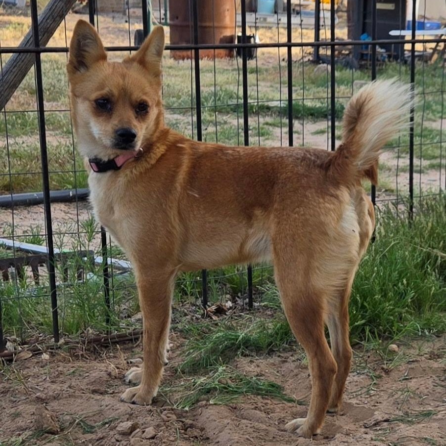 Enlarge Foxie, a Adoptable mixed breed in Corrales, NM image 3/4
