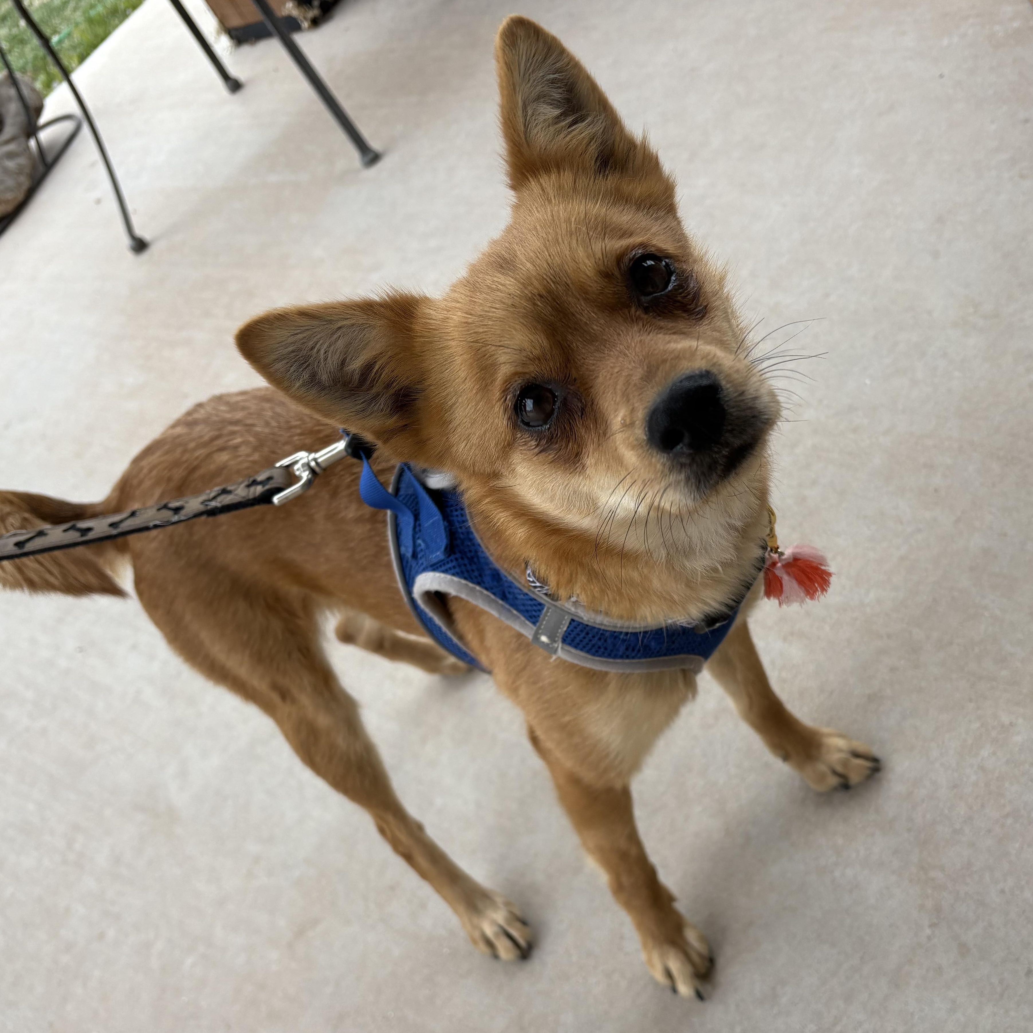 Enlarge Foxie, a Adoptable mixed breed in Corrales, NM image 4/4