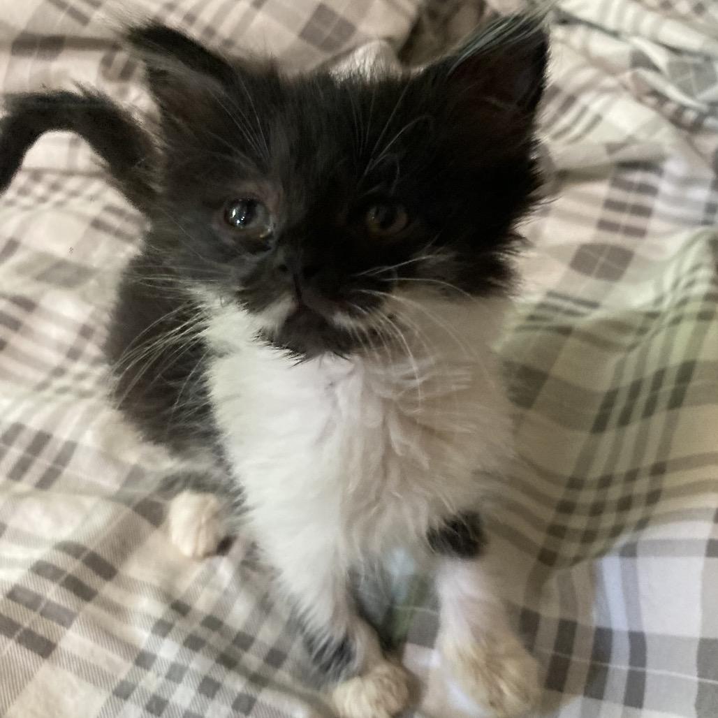 Stache-JAA, Adoptable, Kitten Female Domestic Medium Hair.