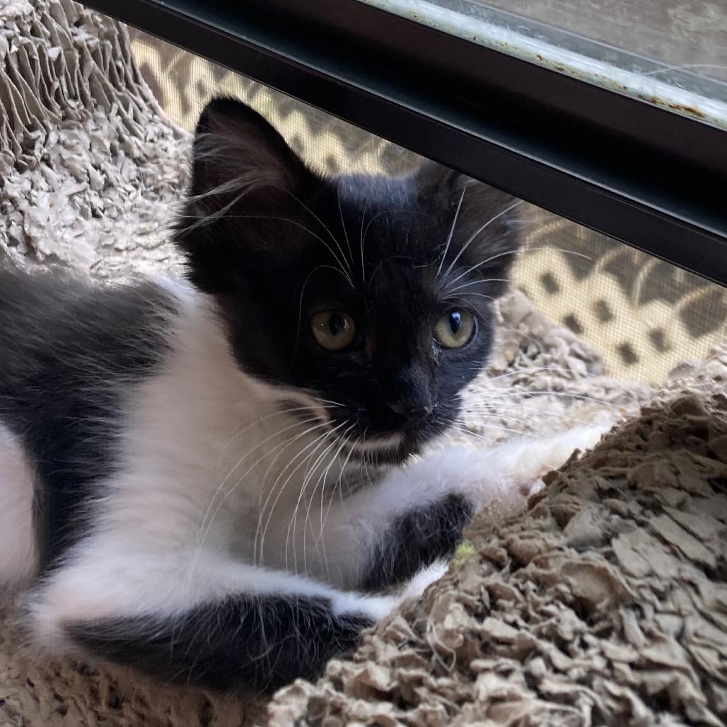 Stache-JAA, a Adoptable Domestic Medium Hair in Tallahassee, FL image 2/3