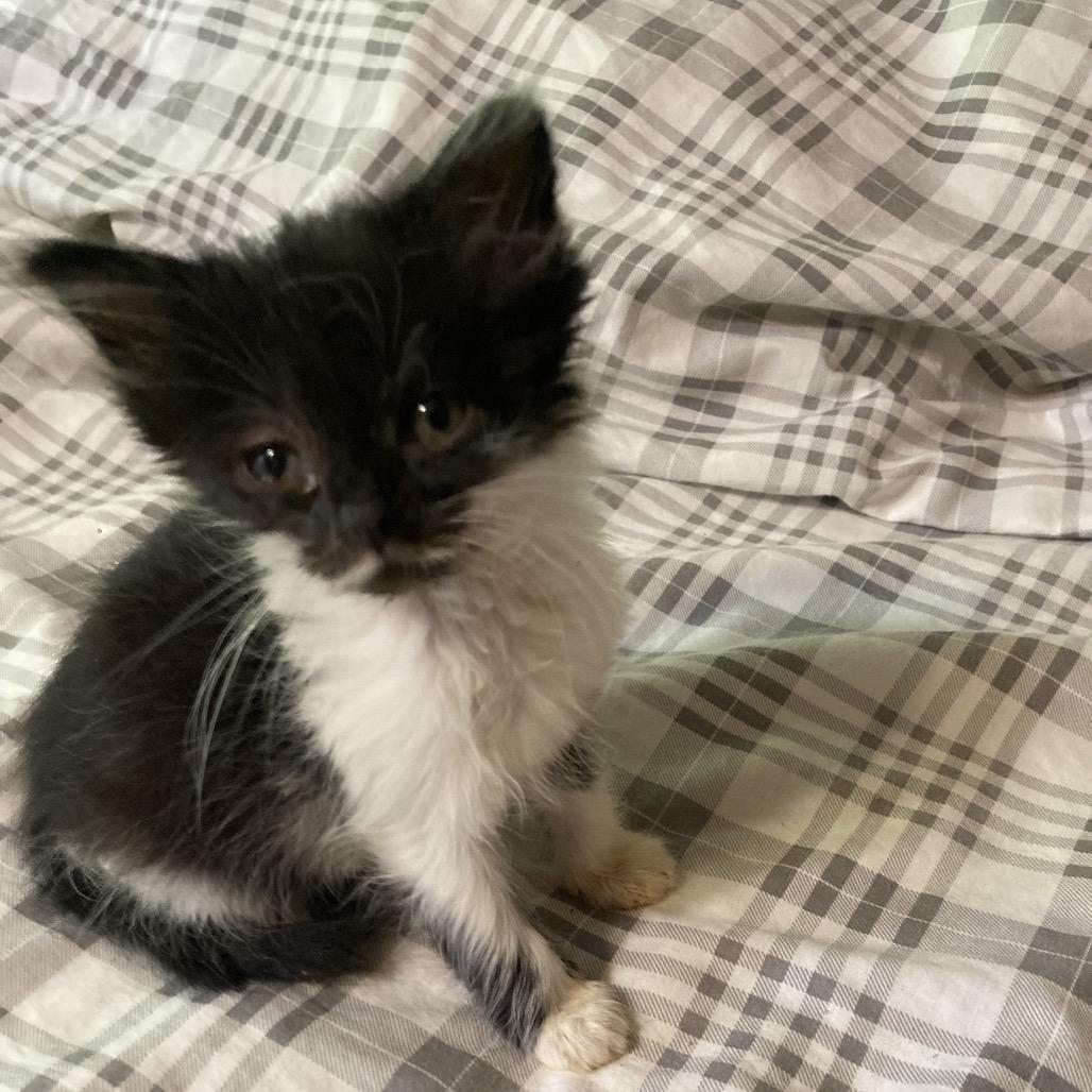 Stache-JAA, a Adoptable Domestic Medium Hair in Tallahassee, FL image 3/3