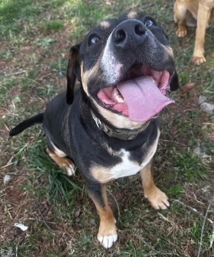 Enlarge Zeus, a Adoptable mixed breed in Wilkesboro, NC image 1/3