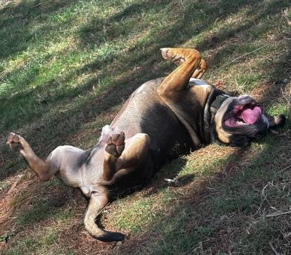 Enlarge Zeus, a Adoptable mixed breed in Wilkesboro, NC image 2/3