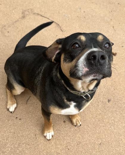 Enlarge Zeus, a Adoptable mixed breed in Wilkesboro, NC image 3/3