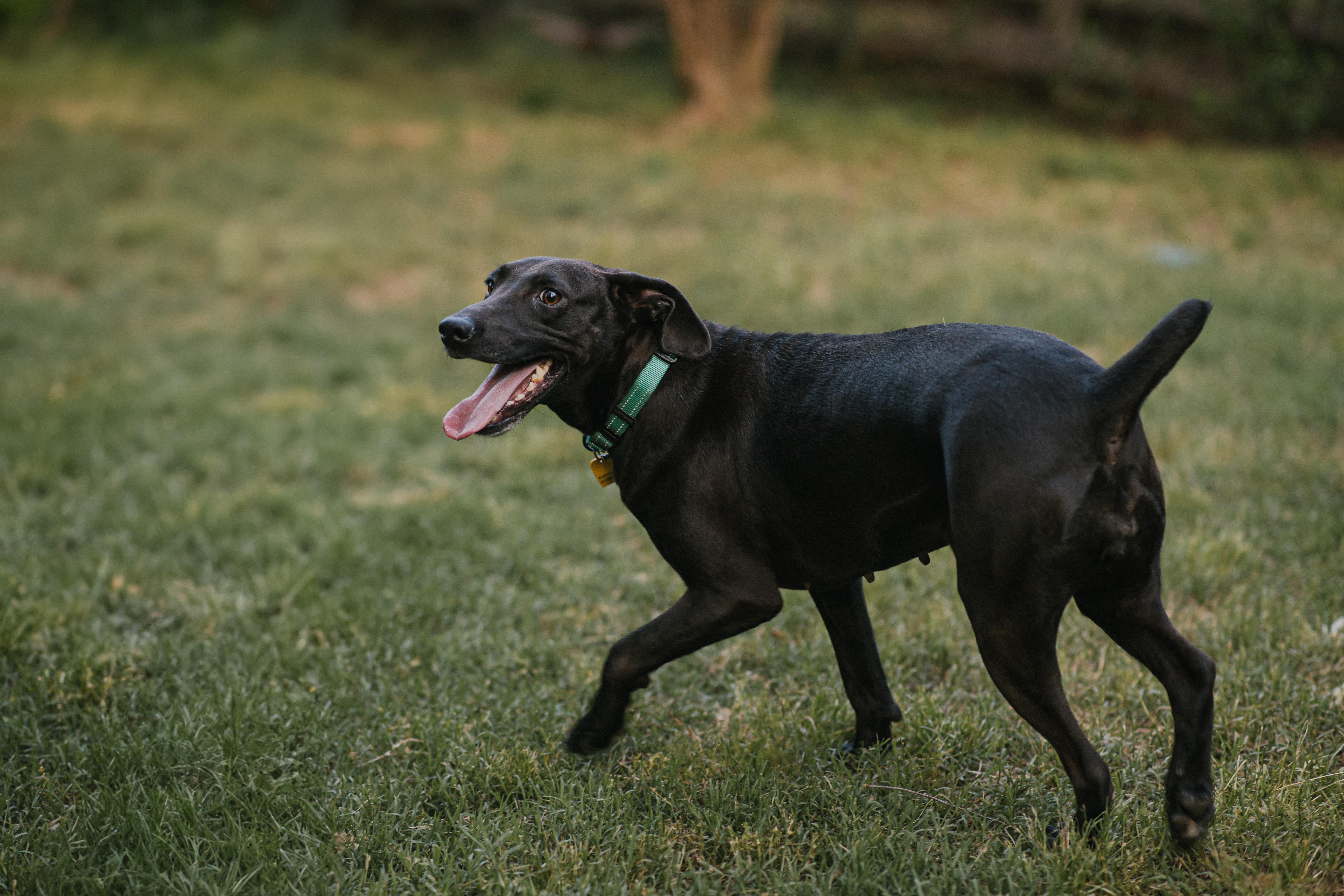 Daisy photo 5