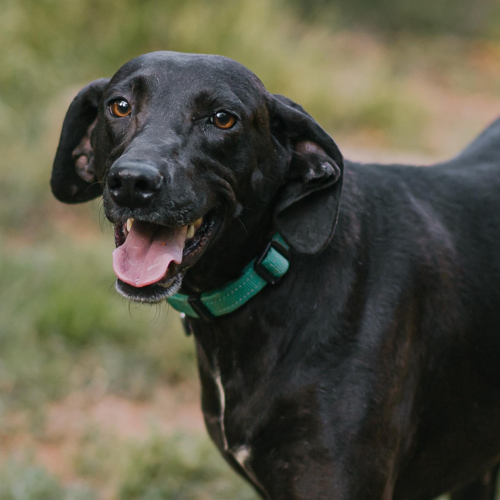 Daisy, Adult Female Pointer