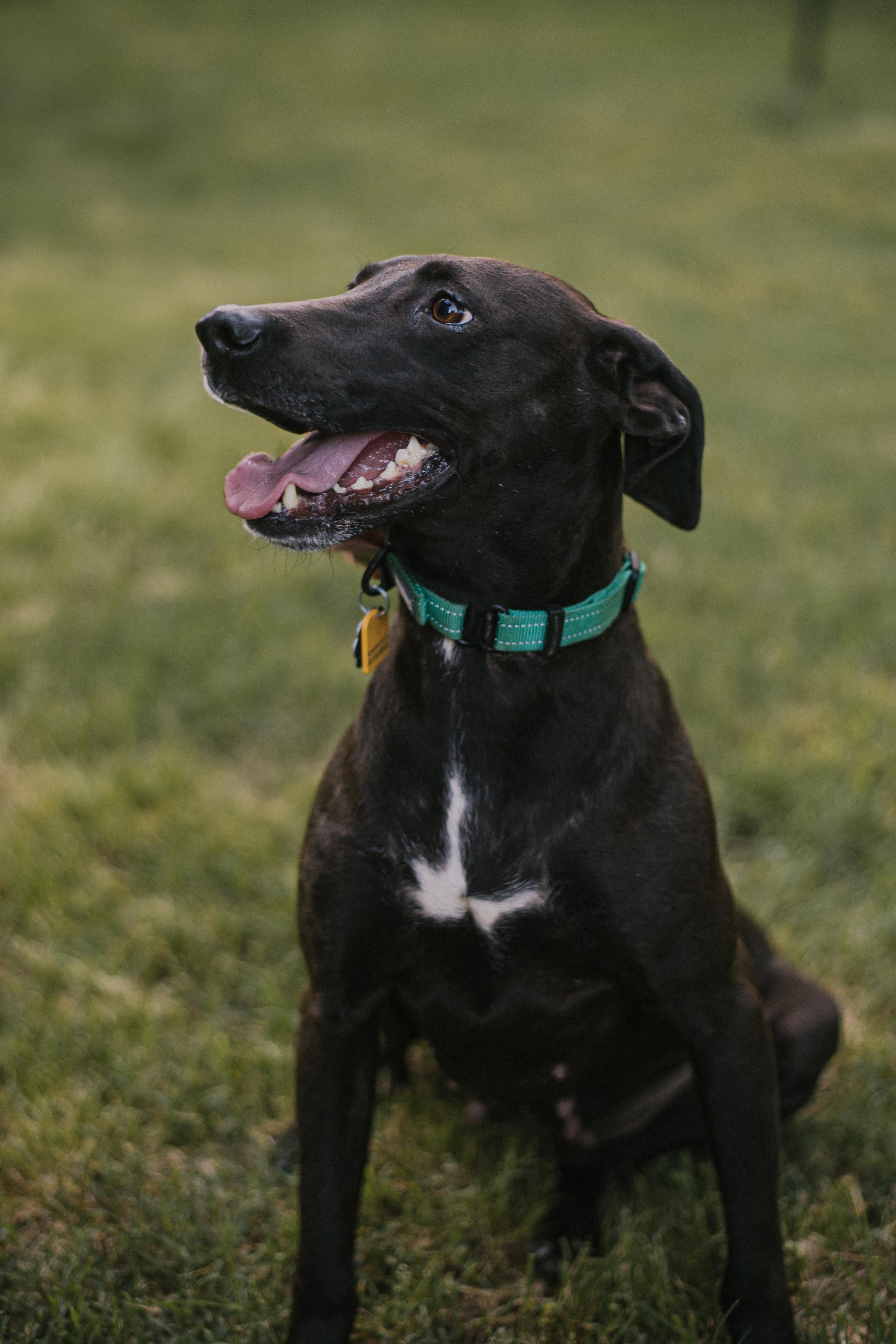 Daisy photo 6