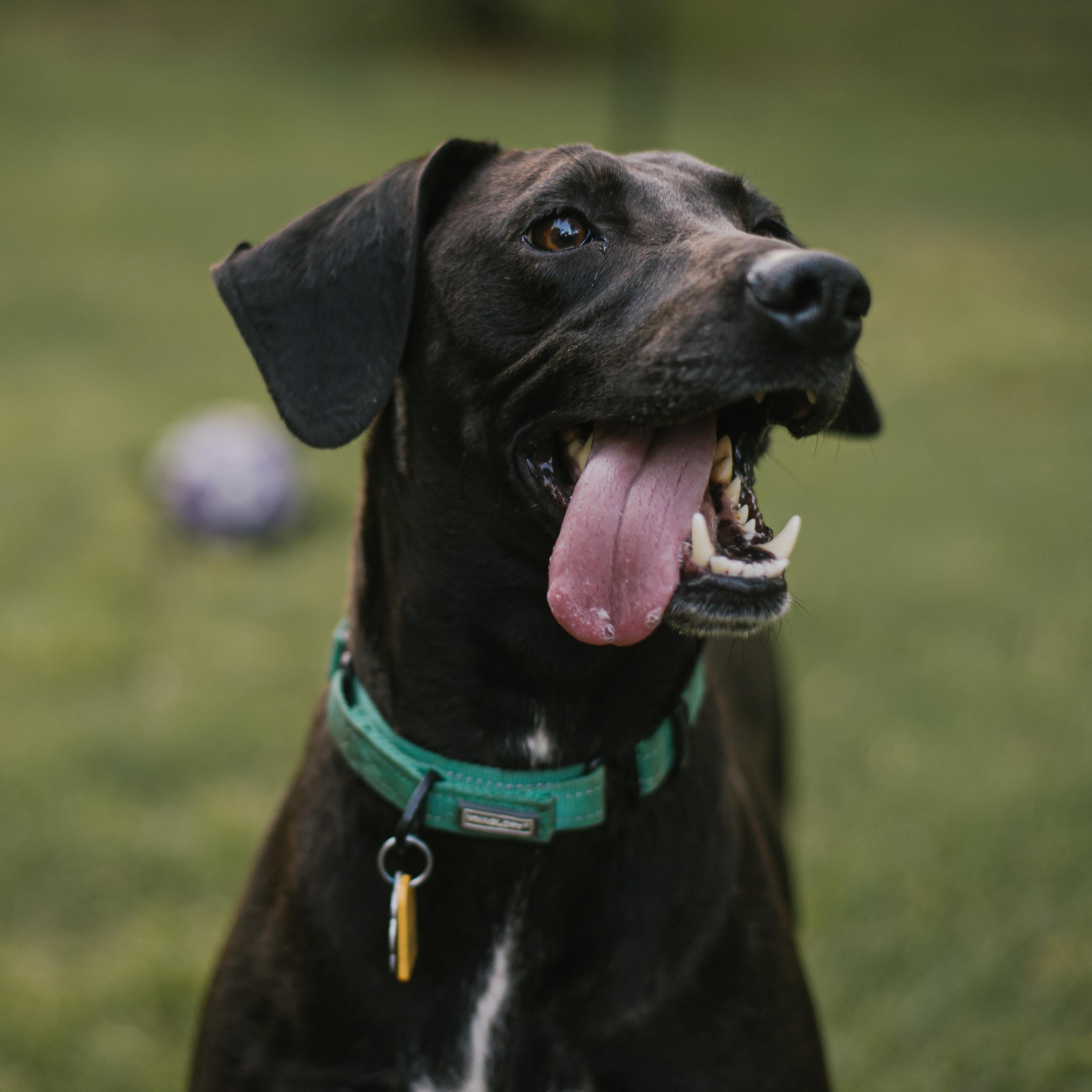 Daisy photo 3