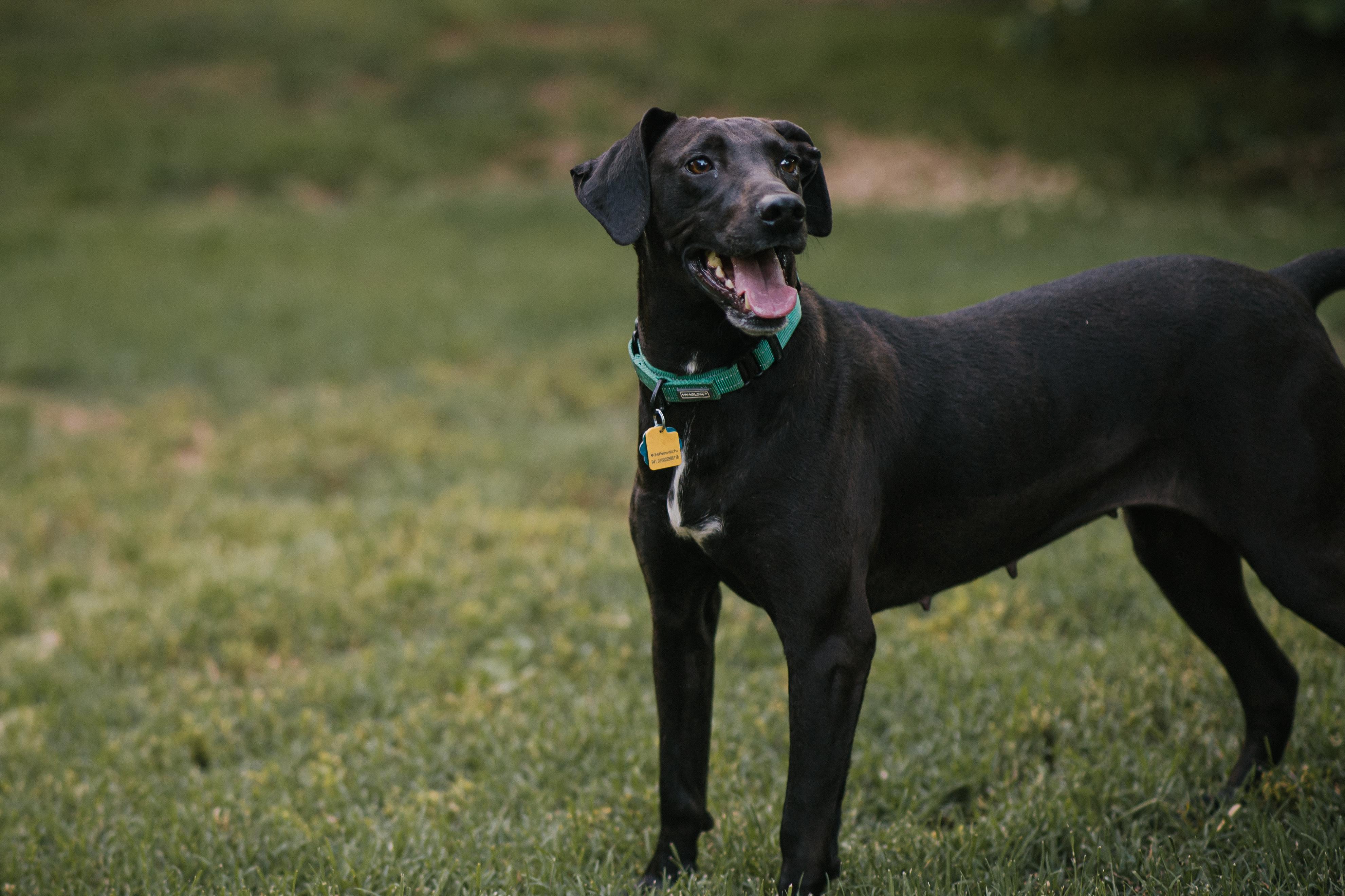 Daisy photo 4