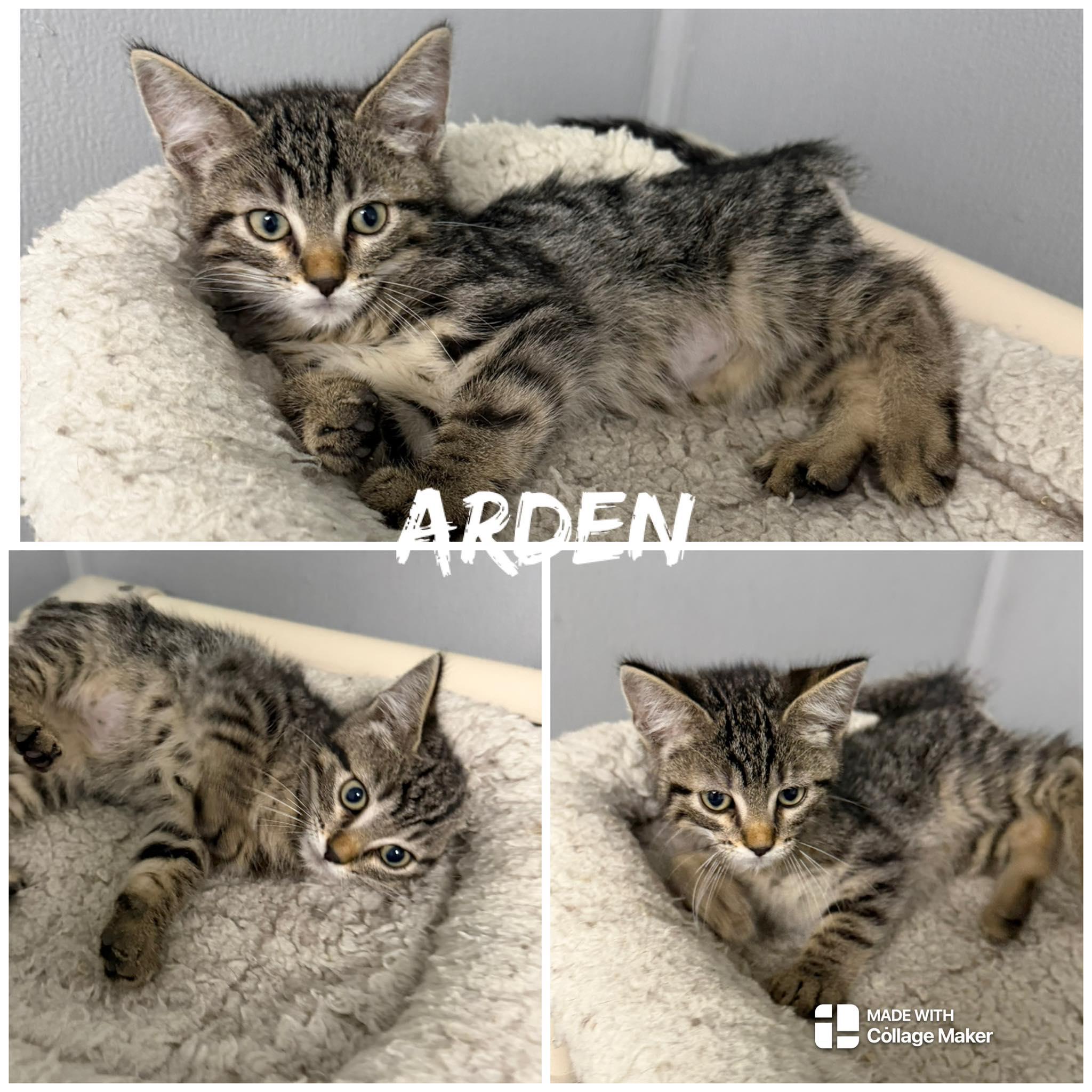 Enlarge Arden, an adopted Domestic Short Hair in Saint James, MO image 1/1