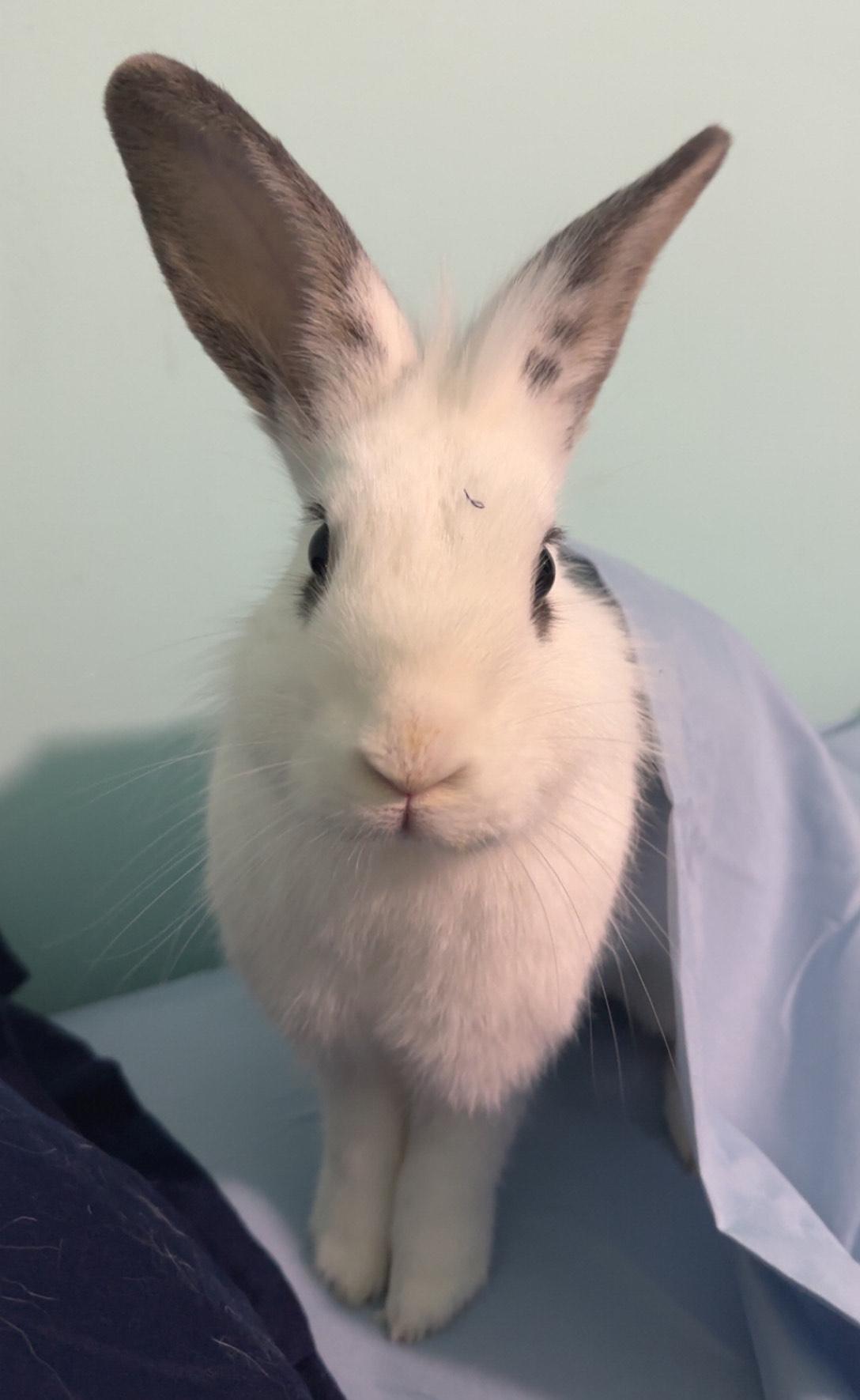 Enlarge Everly, an adoptable mixed breed in Oshkosh, WI image 4/6