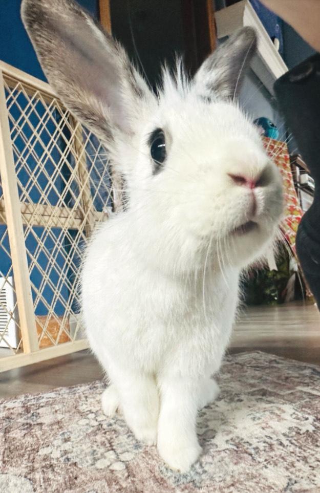 Enlarge Everly, an adoptable mixed breed in Oshkosh, WI image 2/6