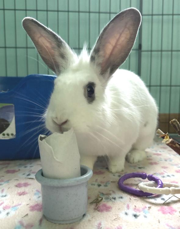 Everly, a Adoptable mixed breed in Oshkosh, WI image 5/6