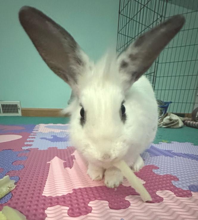 Everly, a Adoptable mixed breed in Oshkosh, WI image 1/6