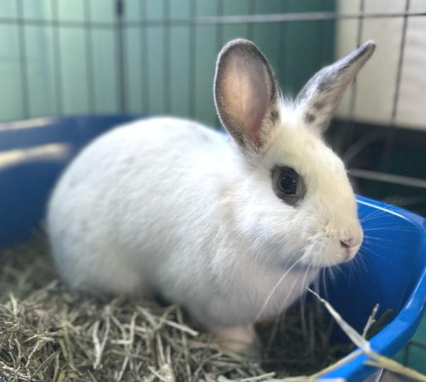 Everly, a Adoptable mixed breed in Oshkosh, WI image 4/6