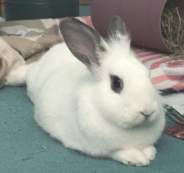 Everly, a Adoptable mixed breed in Oshkosh, WI image 2/6