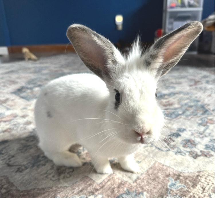 Enlarge Everly, an adoptable mixed breed in Oshkosh, WI image 1/6