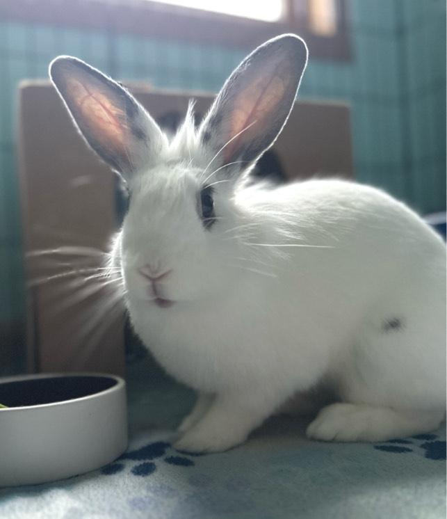 Everly, a Adoptable mixed breed in Oshkosh, WI image 3/6