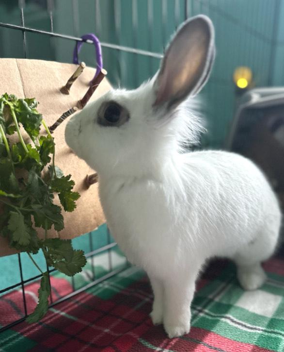 Everly, a Adoptable mixed breed in Oshkosh, WI image 6/6