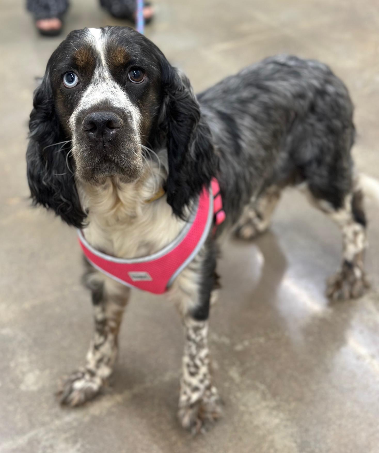 Leia, Adoptable, Young Female English Springer Spaniel.