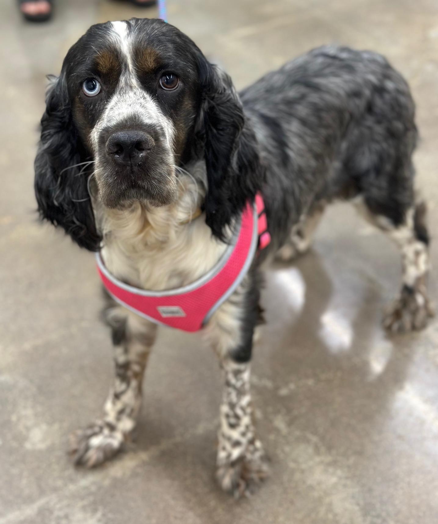 Leia, a Adoptable mixed breed in Atlanta, GA image 3/5