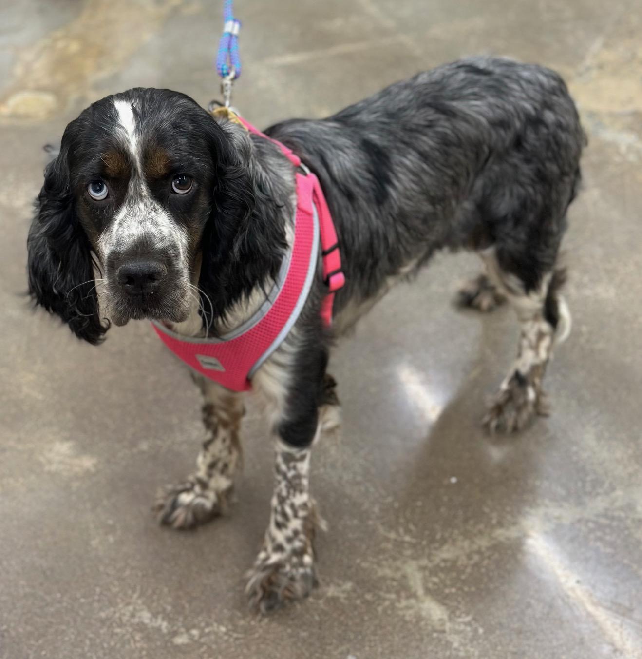 Leia, a Adoptable mixed breed in Atlanta, GA image 4/5