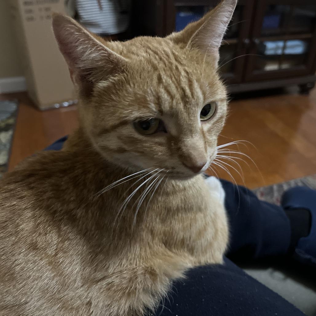 Enlarge Peaches, a Adoptable Domestic Short Hair in Troy, IL image 1/1