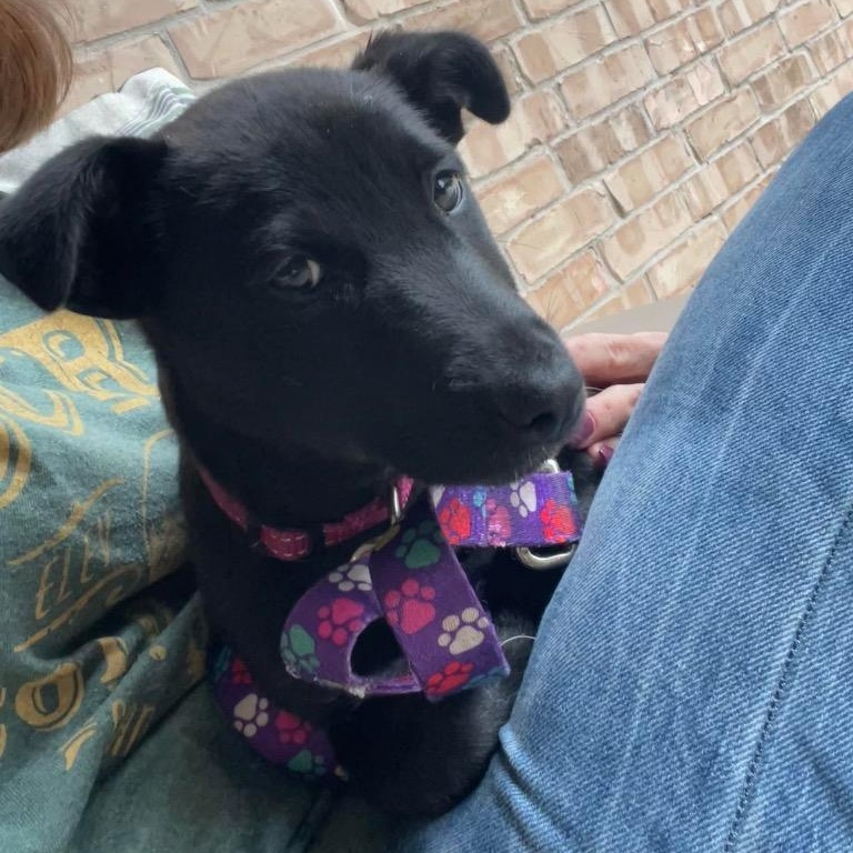 Enlarge Borealis, a Adoptable mixed breed in Alvin, TX image 2/3