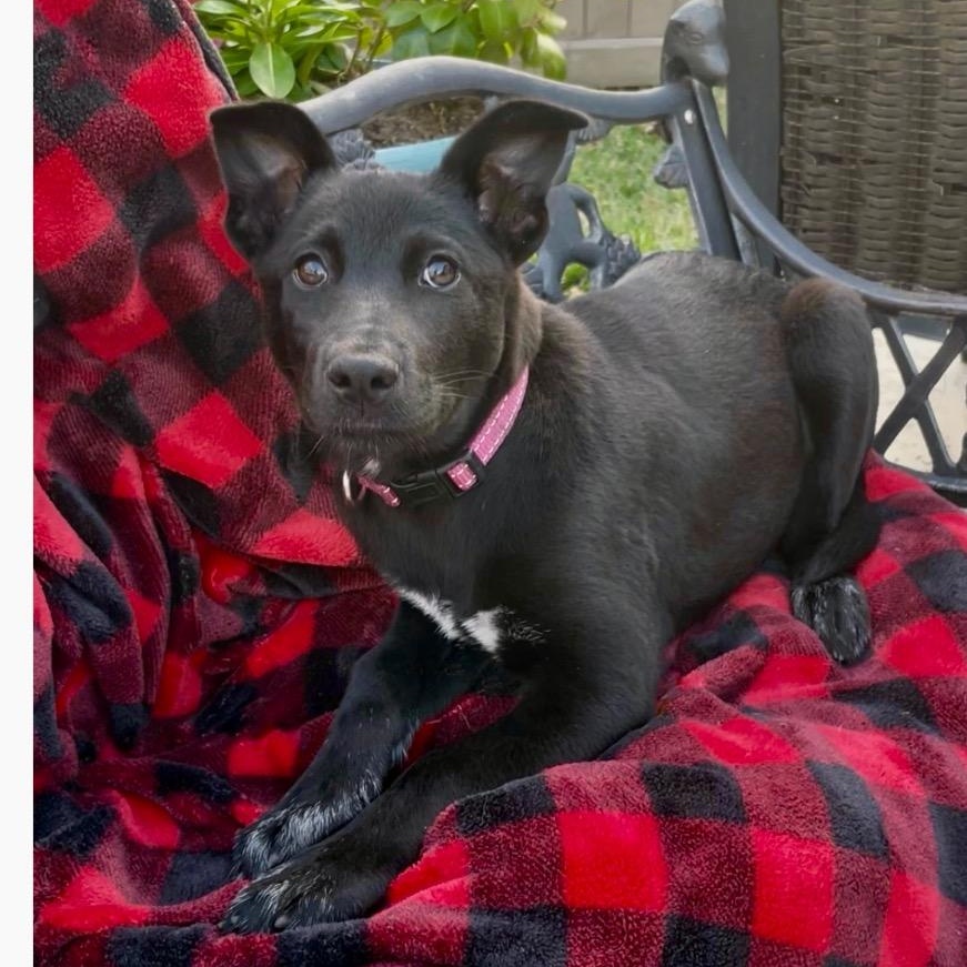 Enlarge Borealis, a Adoptable mixed breed in Alvin, TX image 3/3